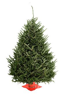 7 Christmas Tree-Fraser Fir, Old Fashioned